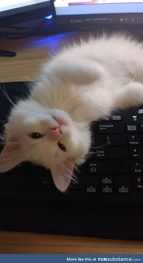 Someone wants attention...(his name is ricotta)