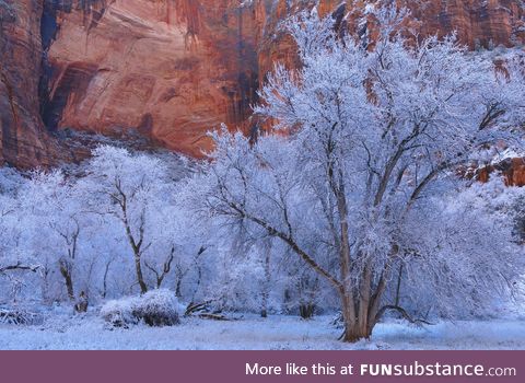 Frosted Trees