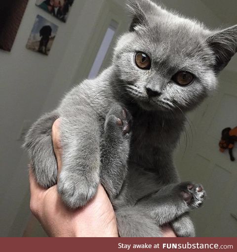 Toe beans