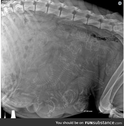 X-ray of a pregnant dog