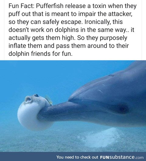 Puff puff pass anyone?