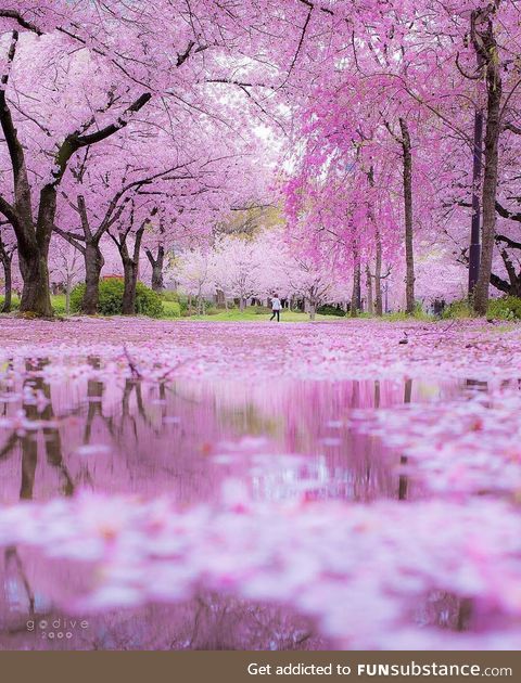 Japanese blossoms
