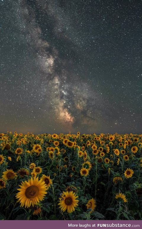 Sunflowers and Stars