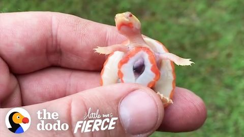 Hope: The tiny turtle with an exposed heart