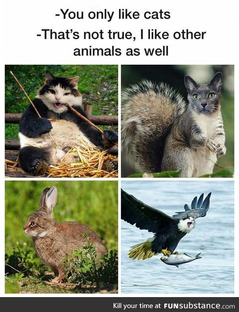 Sad cats