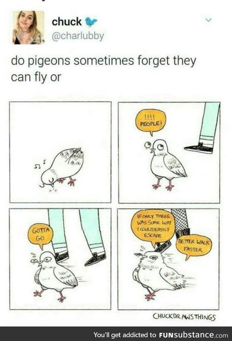 Rats with wings