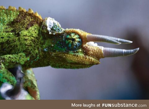 Wild Jackson’s Chameleon in Oahu, Hawaii