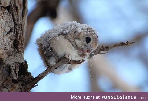 Japanese Flying Squirrel