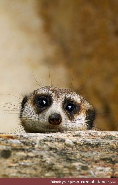 Furtive Nosy Meerkat