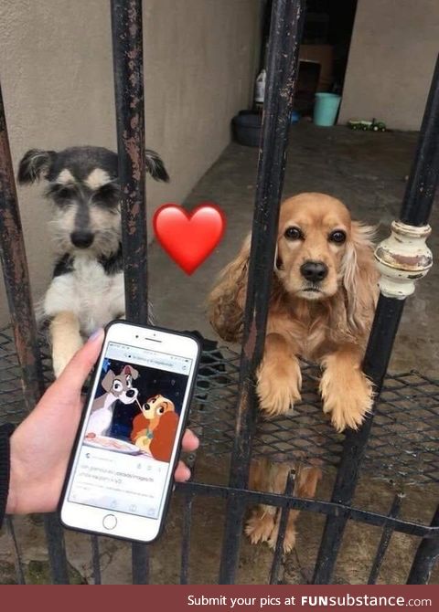 This week, the real-life couple from Lady and The Tramp was discovered!!!!!!!!