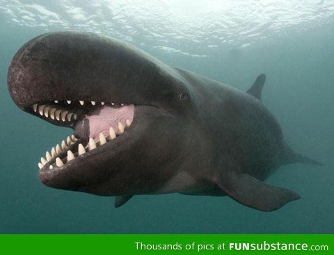Ridiculously photogenic whale