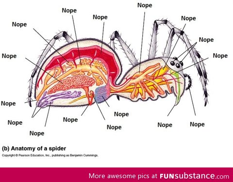 Anatomy of a spider