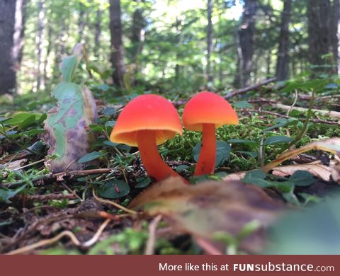 There must be a rabbit hole nearby