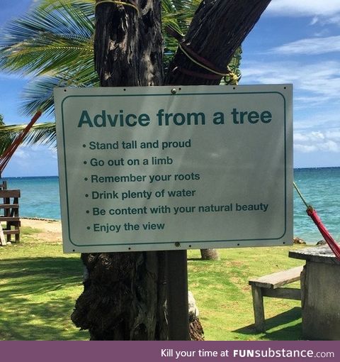 Advice from a Tree