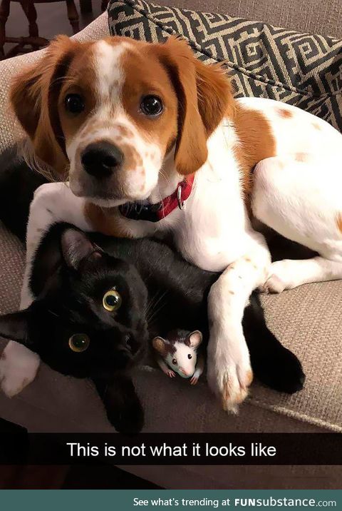 They're all so adorable