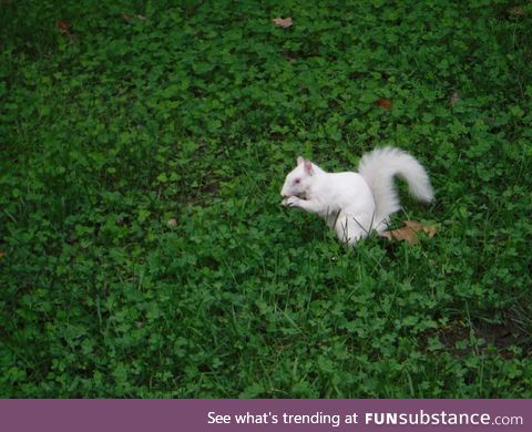 An albino squirrel!!!