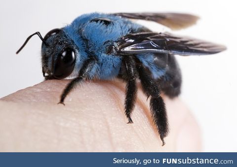 Xylocopa Caerulea, the naturally blue carpenter bee