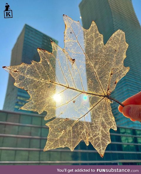 Transparent leaf