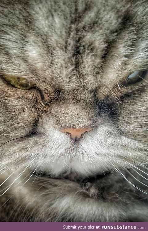 My cat was being obnoxious so I shoved my camera in his face and took an extreme close up