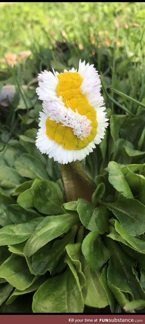 This mutated daisy