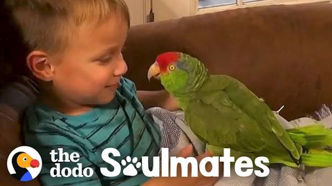 Wyatt and Jax - a little boy and the parrot that follows him everywhere