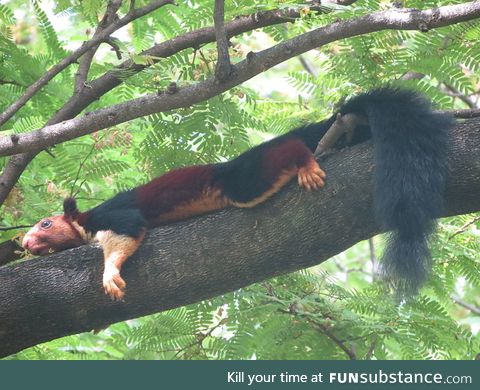 Relaxed True Massive Squirrel