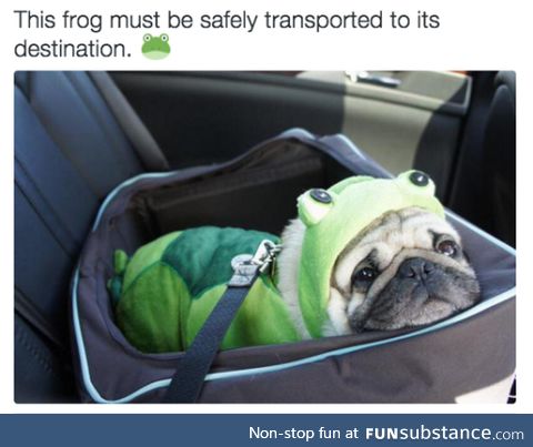 Safely Transport This Frog
