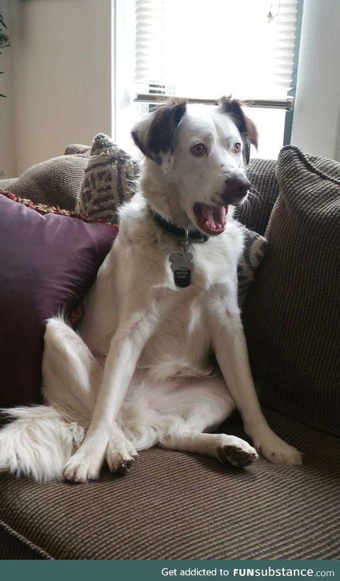 I adopted my dog. But he didn't know that. This is his reaction when I finally came clean
