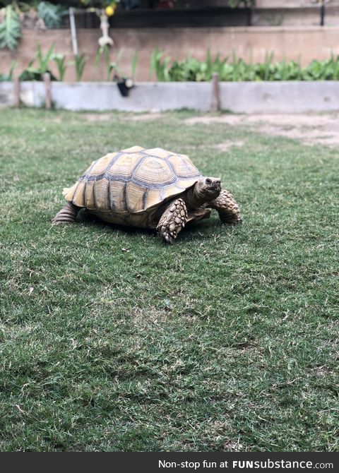 Our AirBnB came with a roommate. His name is Fred. And he is a tortoise