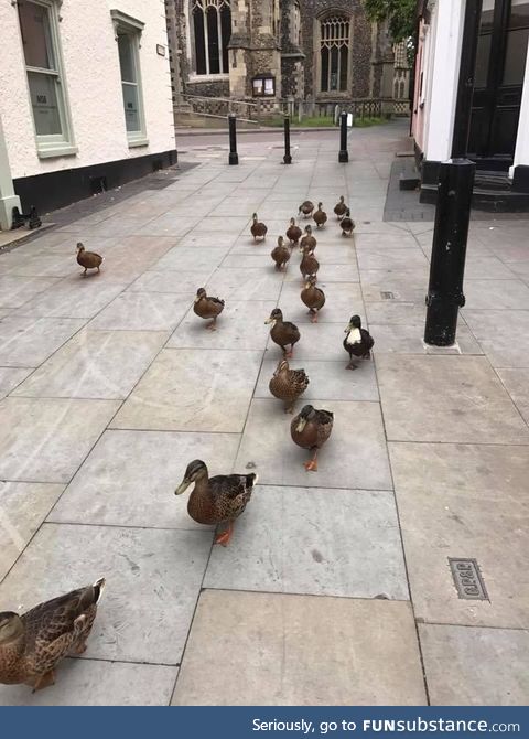 Street gangs are becoming a problem in my town