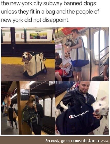 The first dog looks so precious