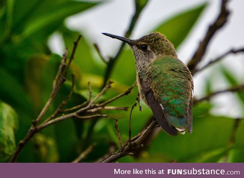 I saved a hummingbird from the cold last year and this year it came back
