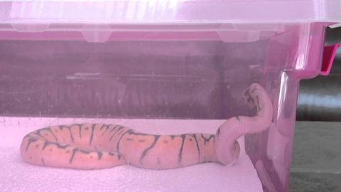 SnakeSubstance: An example of the neurological issues in spider ball pythons