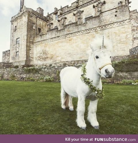 Just the national symbol of Scotland chilling outside a Scottish castle, nothing to see