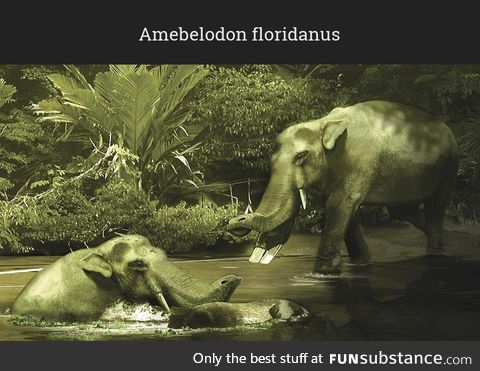 Daily Dose of Prehistory: Back From Extinction 82