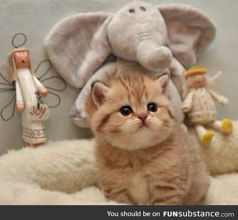Chubby Kitten