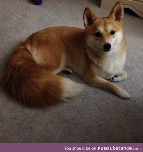 What does the shiba inu fox say?