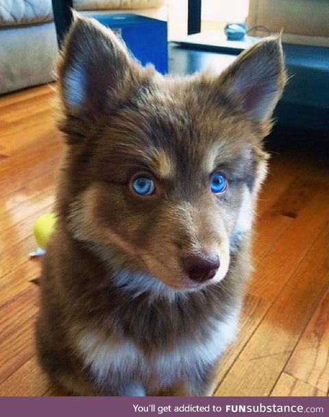 Pomsky. Winter is coming