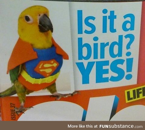 After all these years it finally IS a bird