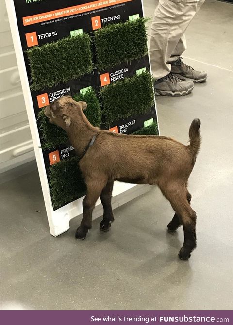 If it's good enough for the goat, it's good enough for your lawn