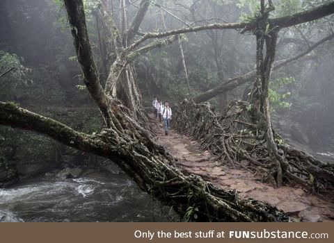A bridge made out of trees