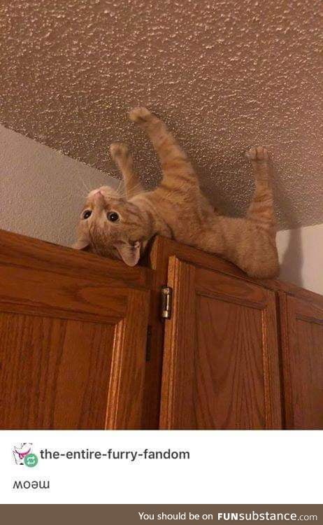 Australian cat