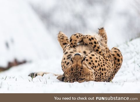 Freezing Underrated Cheetah