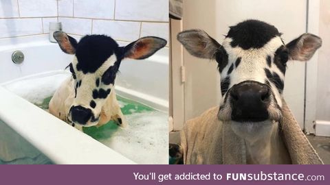 A washed cow is a happy cow