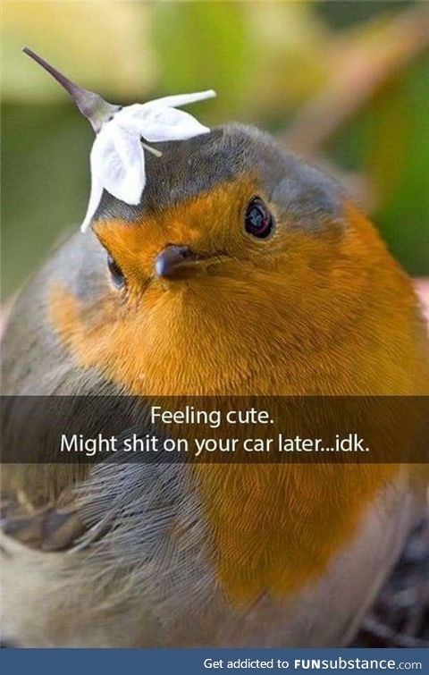 Birb life