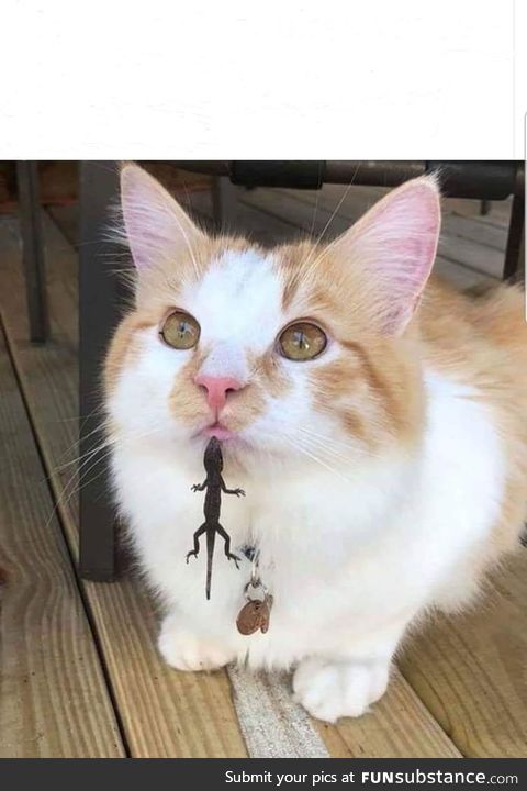 This is what he gets for trying to harass the lizard