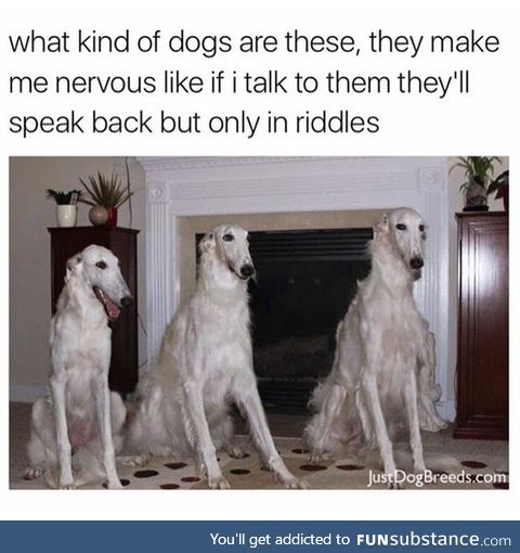Sometimes dogs don't look real