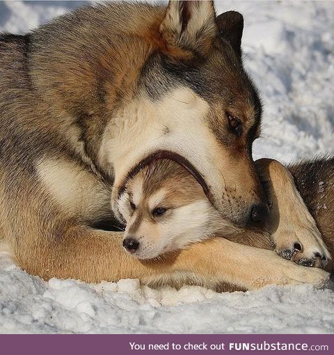 A momma wolf grooming her pup