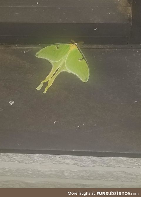 Found this beautiful moth outside work today