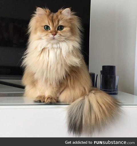 Smoothie the cat is the definition of cute
